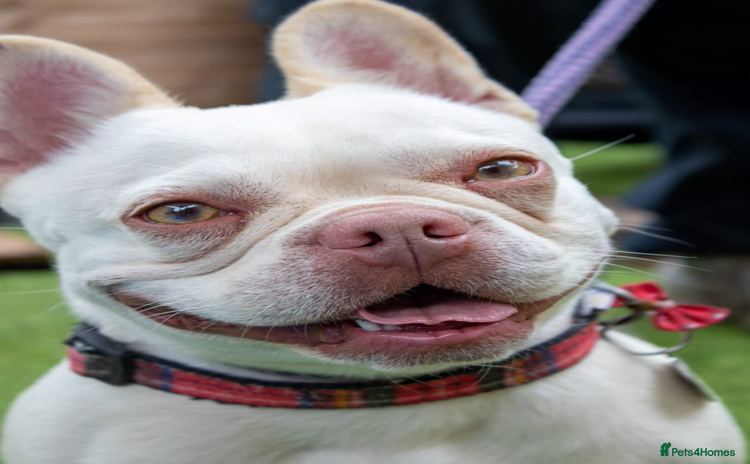 French Bulldog dogs in Chessington - Advert 2