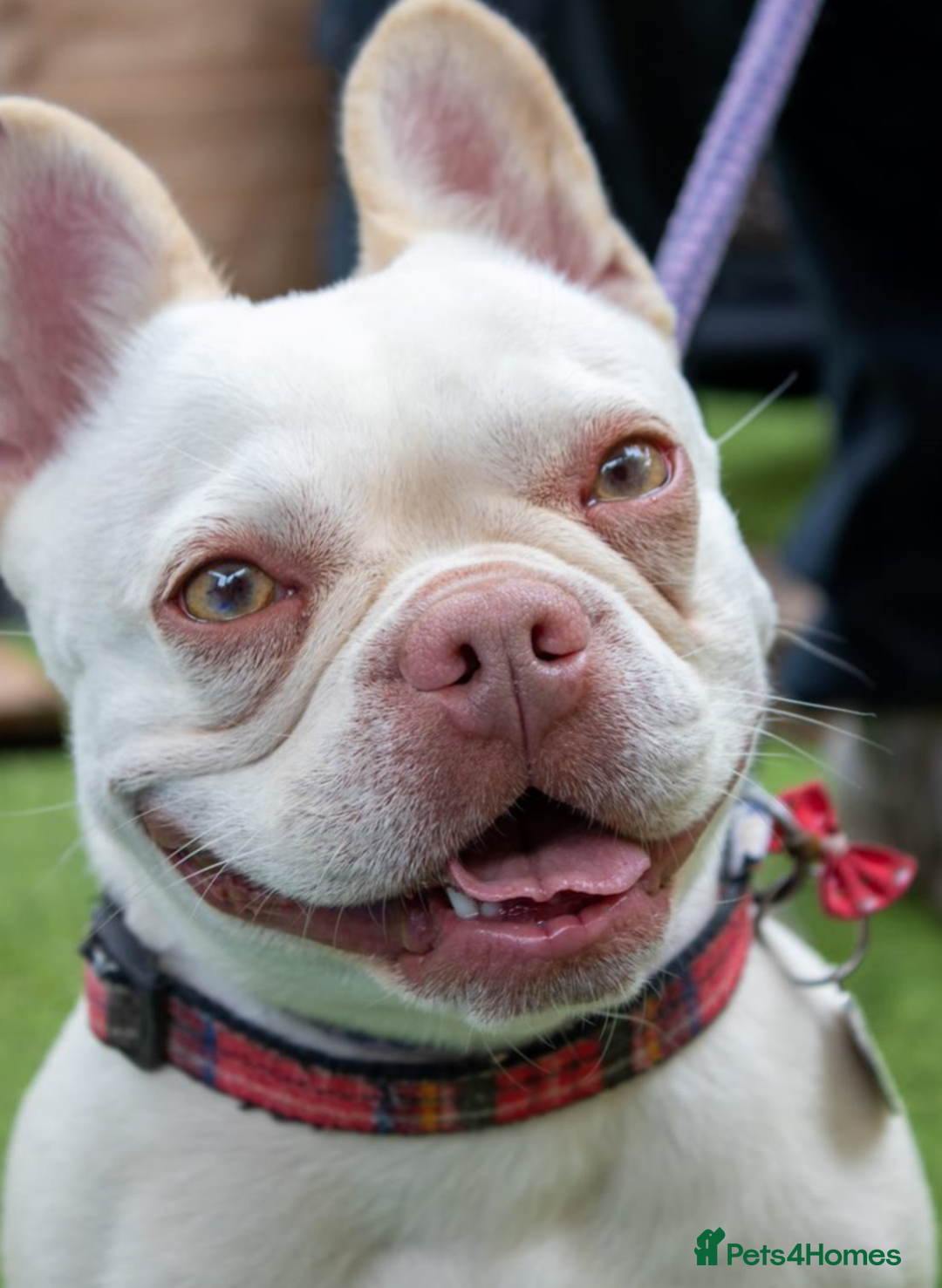 French Bulldog dogs for sale: RESCUE; Amber frenchie in Chessington - Image 1