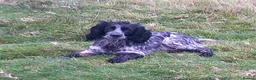 Cocker Spaniel dogs for sale: Kc registered working cocker spaniel. - Advert 6