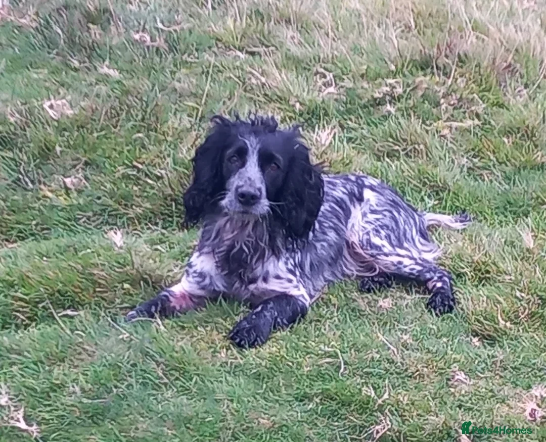Cocker Spaniel dogs for sale: Kc registered working cocker spaniel. - Advert 6
