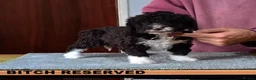 Spanish Water Dog dogs for sale: KC REGISTERED SPANISH WATER DOG PUPPIRS - Advert 8