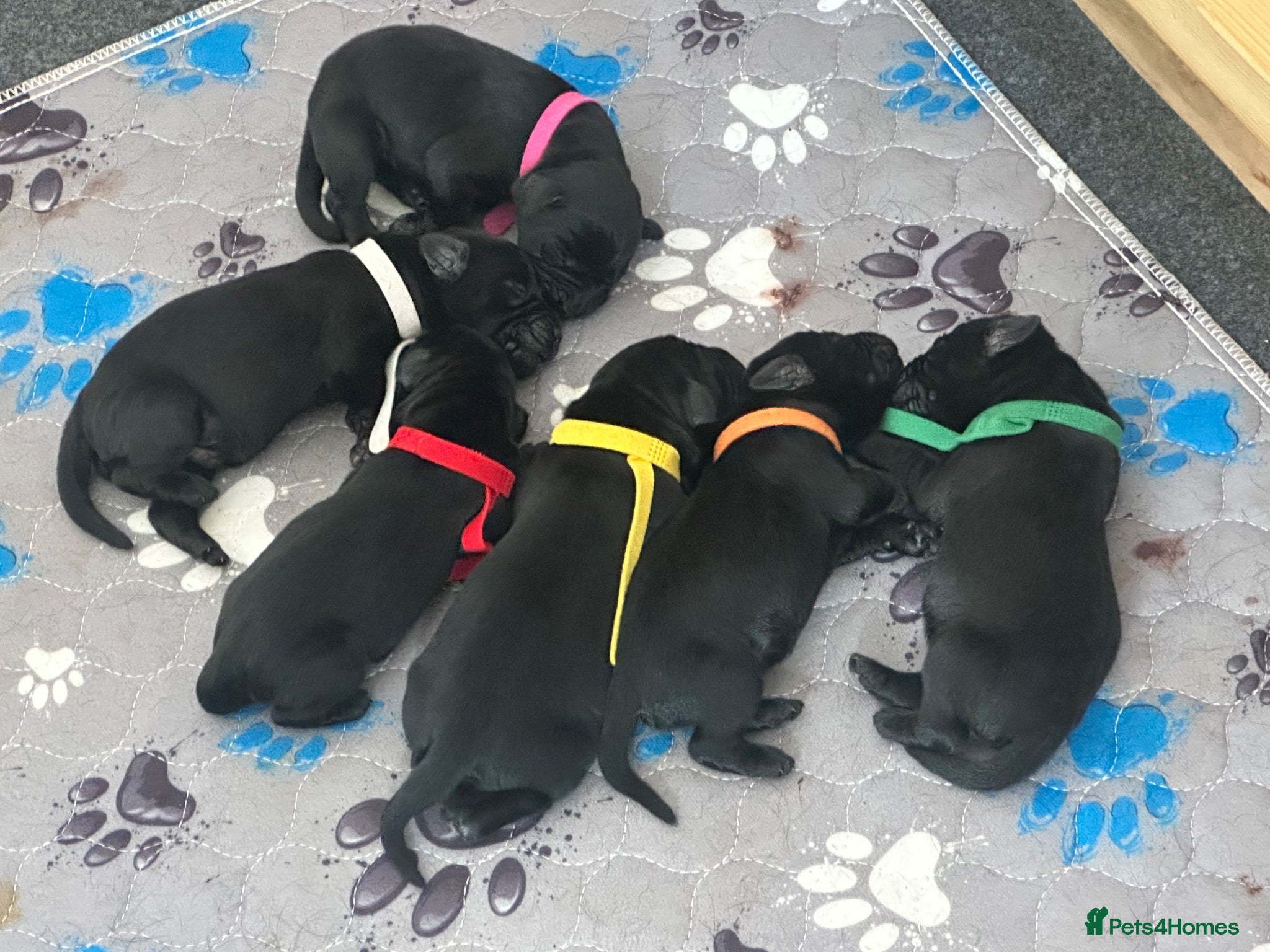Labrador Retriever dogs Description  - Advert 1