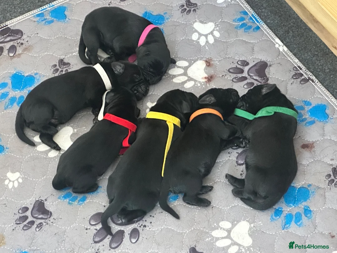 Labrador Retriever dogs for sale: Description  - Advert 1