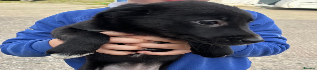 Mixed Breed Puppy 2