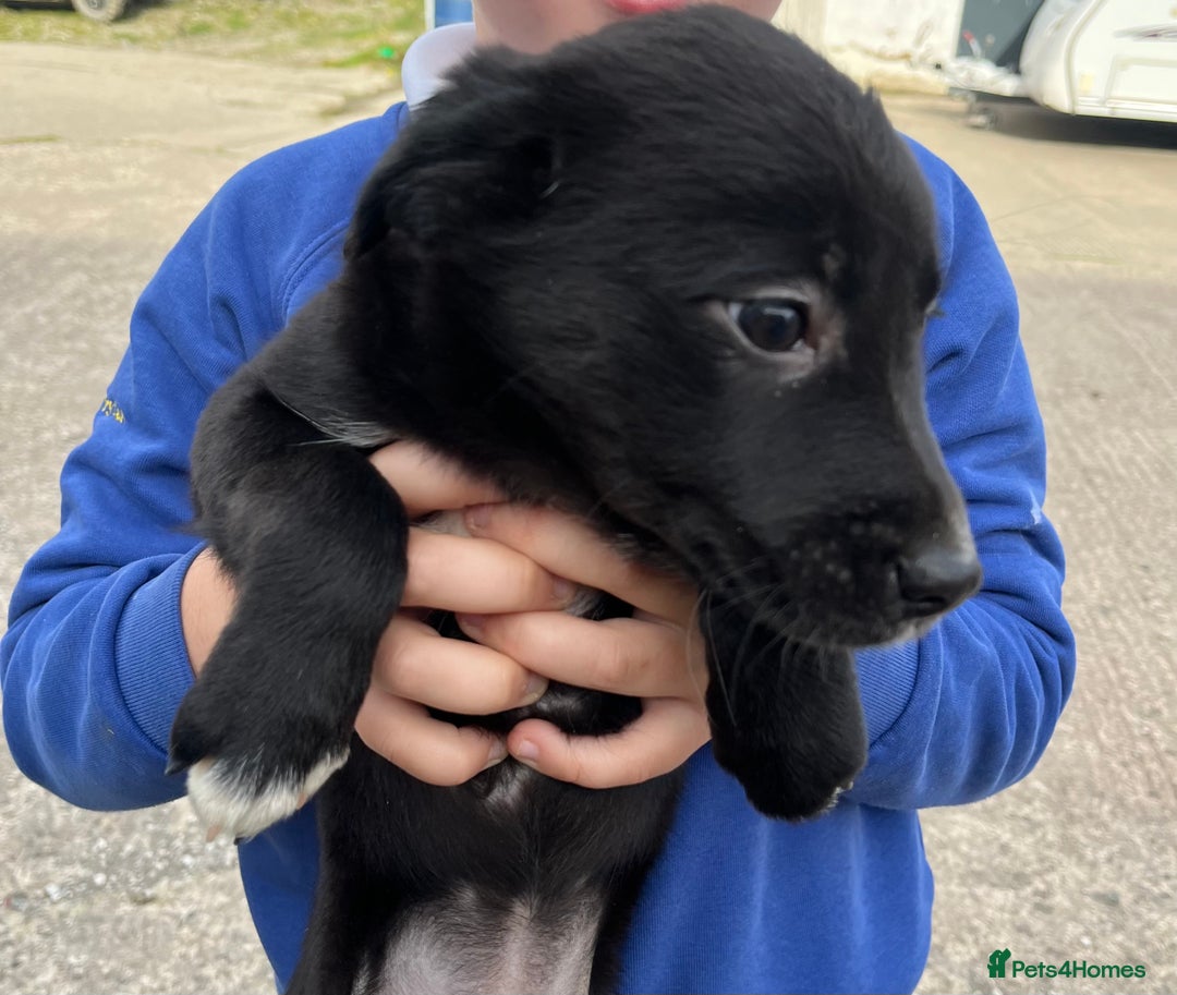 Mixed Breed dogs for sale: Border collie - Image 4