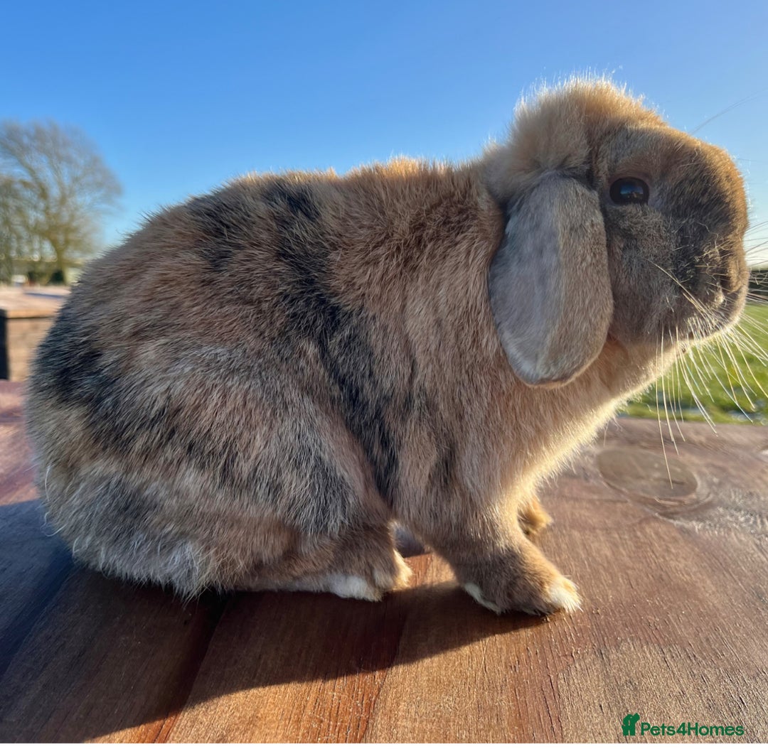 Mini Lop rabbits for sale: Mini lop does available  - Image 4