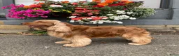 Cocker Spaniel dogs for sale: 100%show cocker spanials kc registered  - Advert 4