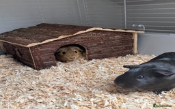 Guinea Pig rodents for sale: 3 x female Guinea pigs - Advert 7