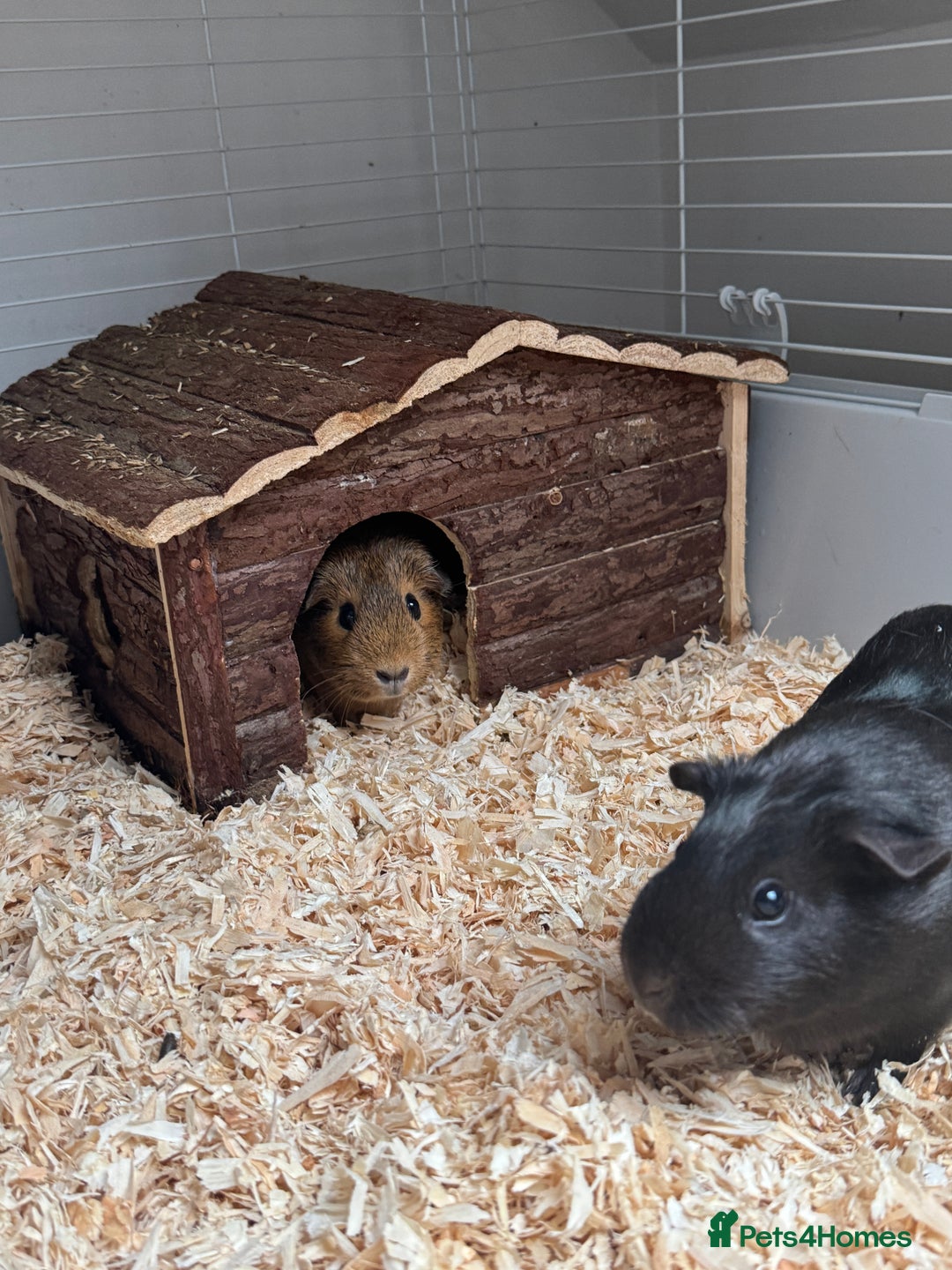 Guinea Pig rodents for sale: 3 x female Guinea pigs - Advert 7