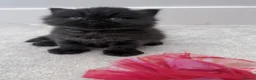 British Longhair cats for sale: Stunning Black long haired female  - Advert 4