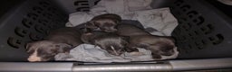 Italian Greyhound dogs for sale: STUNNING LITTER OF RKC REG ITALIAN GREYS - Advert 2