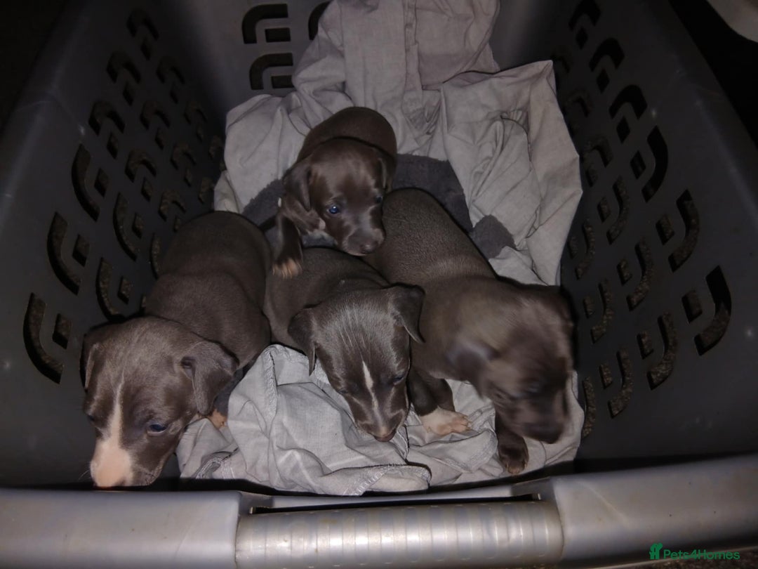 Italian Greyhound dogs for sale: STUNNING LITTER OF RKC REG ITALIAN GREYS - Advert 2
