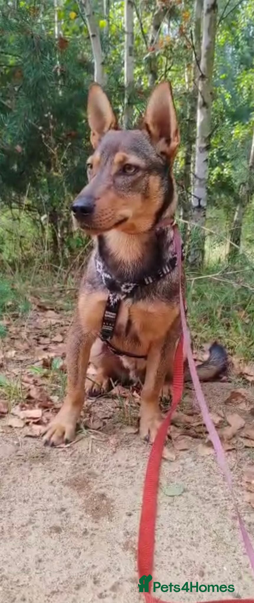 Border Collie dogs ZIGGY – Border Collie (Male) - Advert 8