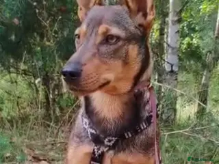 Border Collie dogs ZIGGY – Border Collie (Male) - Advert 17