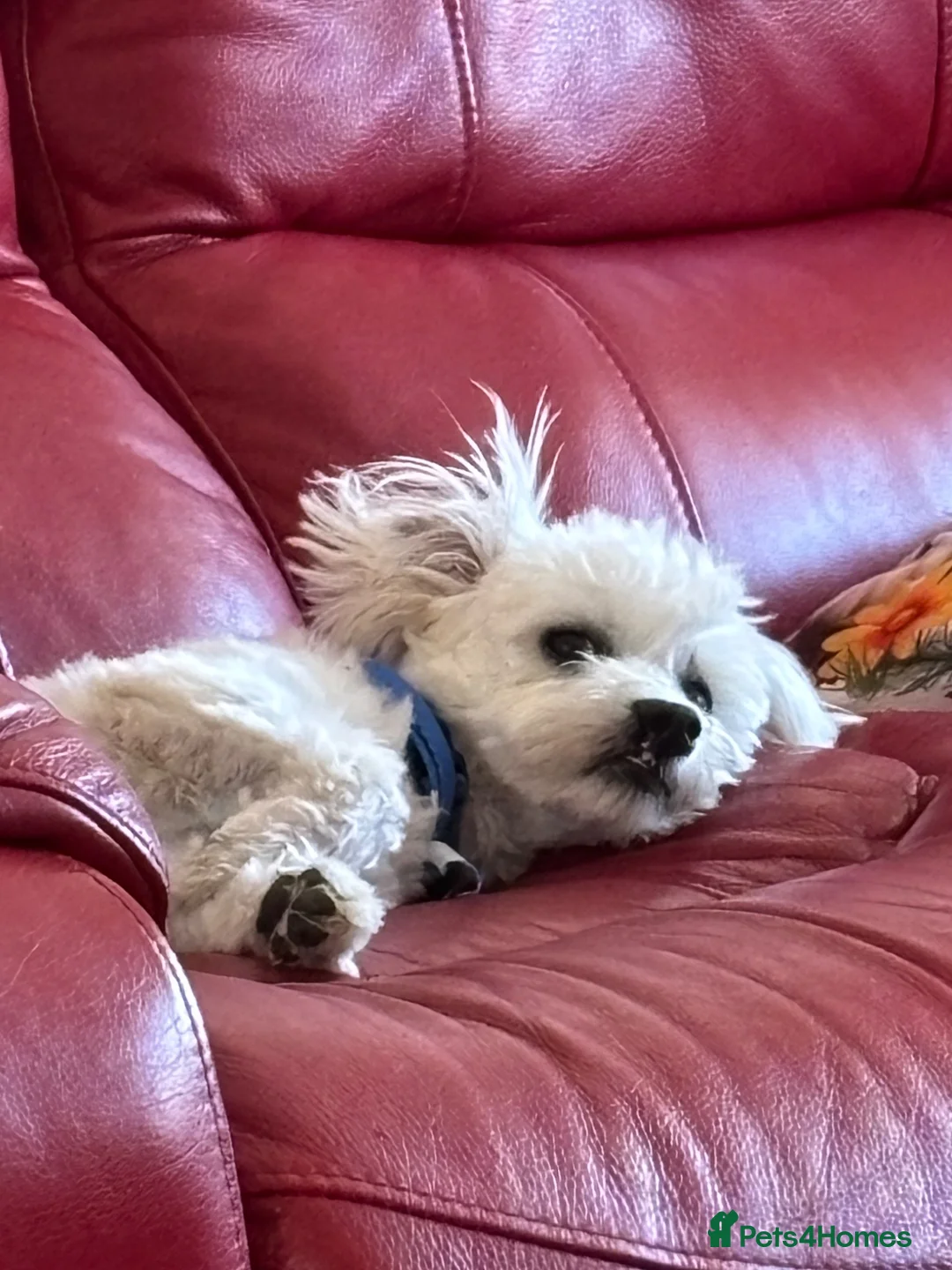 Maltese dogs for sale: 7mth old male  - Advert 4