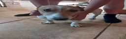 Jack Russell dogs for sale: 3x boys available  - Advert 4
