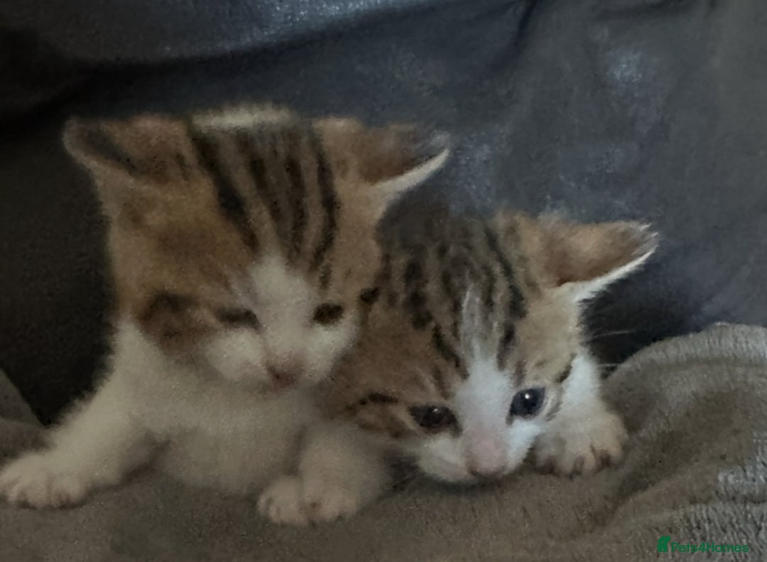 British Shorthair cats for sale: Kittens  - Image 9