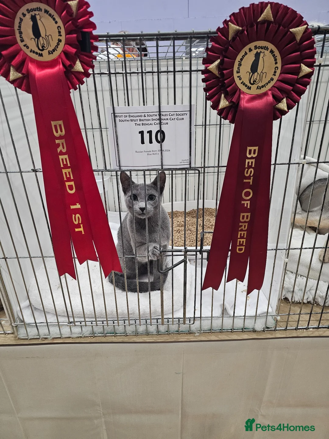 Russian Blue cats for sale: GCCF REGISTERED RUSSIAN BLUE KITTENS  - Advert 11