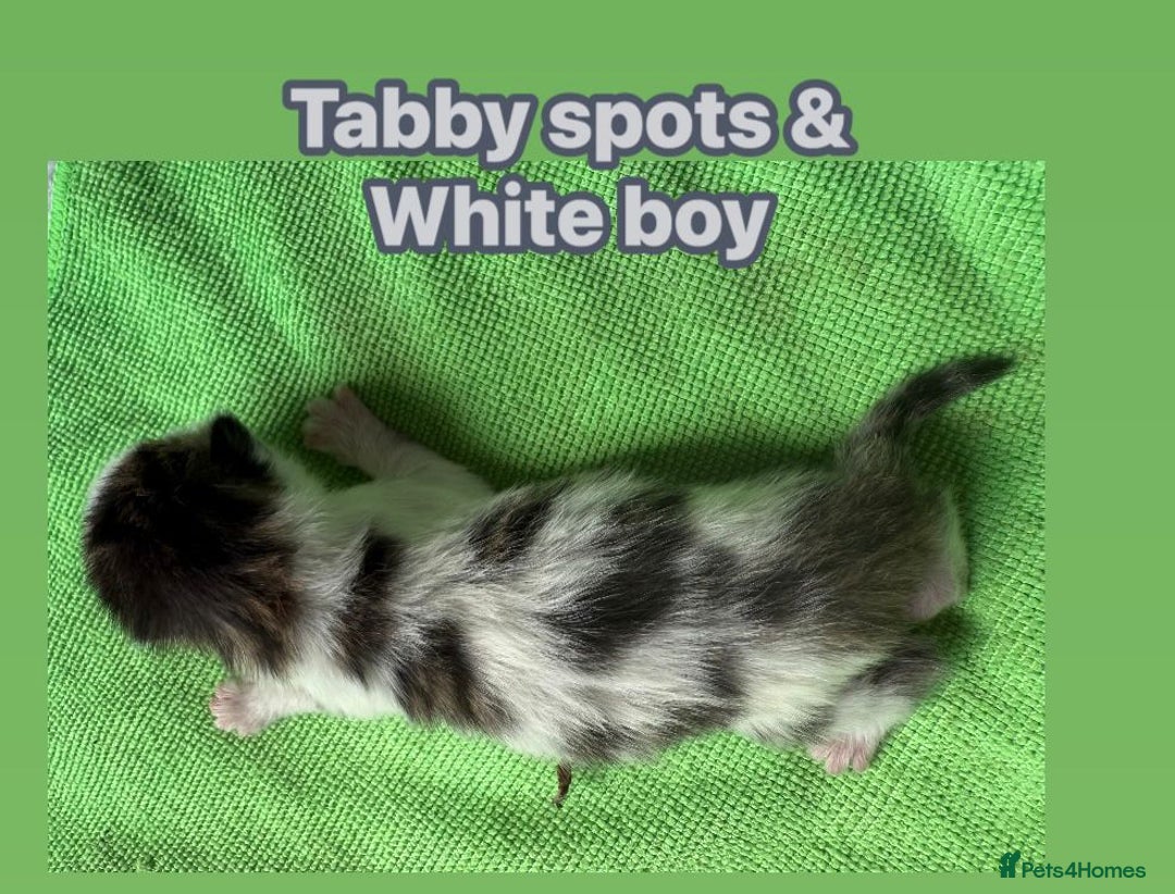 Norwegian Forest Cat cats for sale: Stunning friendly family raised kittens - Image 2