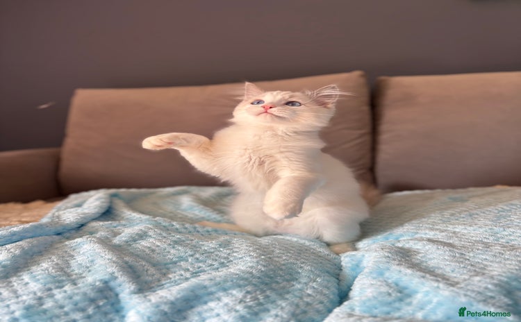 Ragdoll cats - Advert 4