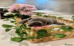 Staffordshire Bull Terrier dogs for sale: Black to blue health tested Staffords - Image 6