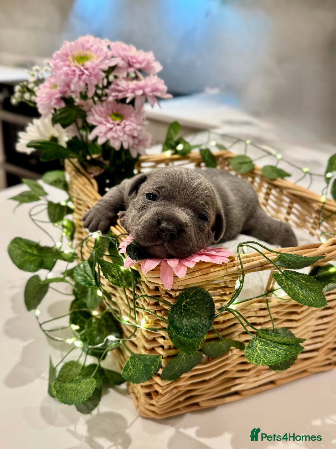 Staffordshire Bull Terrier dogs for sale: Black to blue health tested Staffords - Image 6