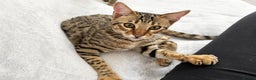 Savannah cats for sale: Three beautiful F5 SBT Savannah sisters - Advert 25