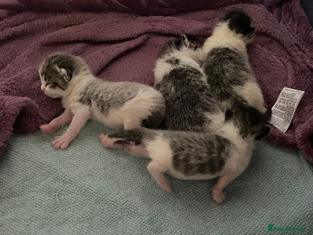 Mixed Breed cats for sale: 4 cute female kittens - Image 4