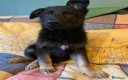 German Shepherd dogs for sale: Beautiful GSD pups ready to go to forever homes in Wallingford - Image 15