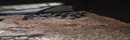 King Snake reptiles for sale: Cali king snake for sale - Advert 3