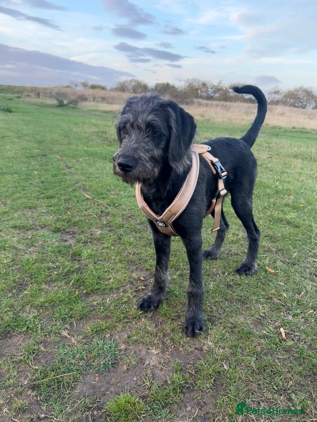 Labradoodle dogs for sale: Male Labradoodle - Advert 1