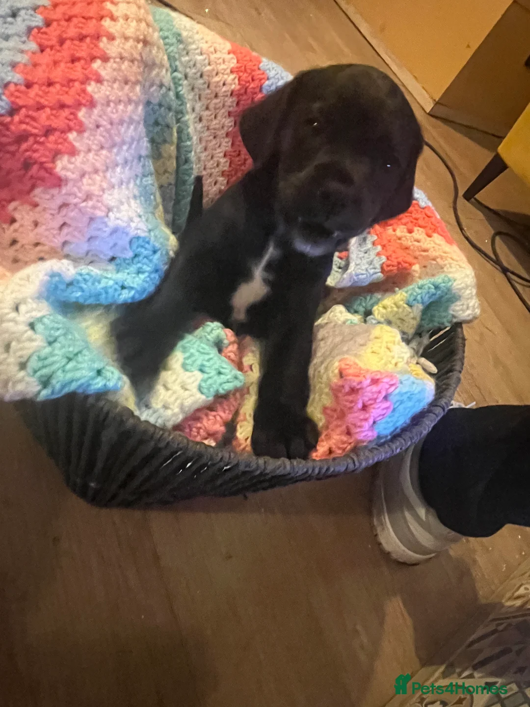 Mixed Breed dogs for sale: F2 cockapoo cross Spaniel cross  - Advert 6
