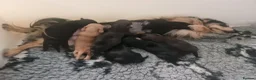 Miniature Dachshund dogs for sale: Outstanding Long Haired Miniature Dachshund - Advert 3