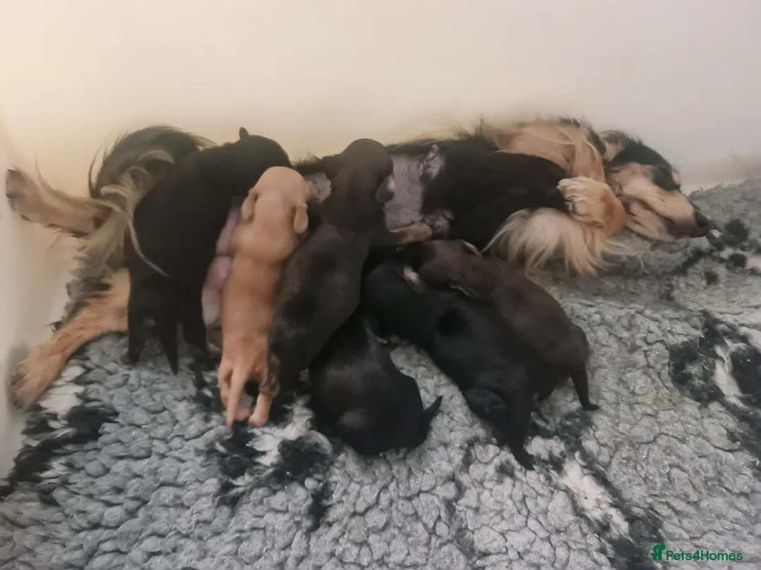 Miniature Dachshund dogs for sale: Outstanding Long Haired Miniature Dachshund - Advert 3