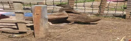 Ducks poultry for sale: Pair of female khaki campbell ducklings - Advert 2