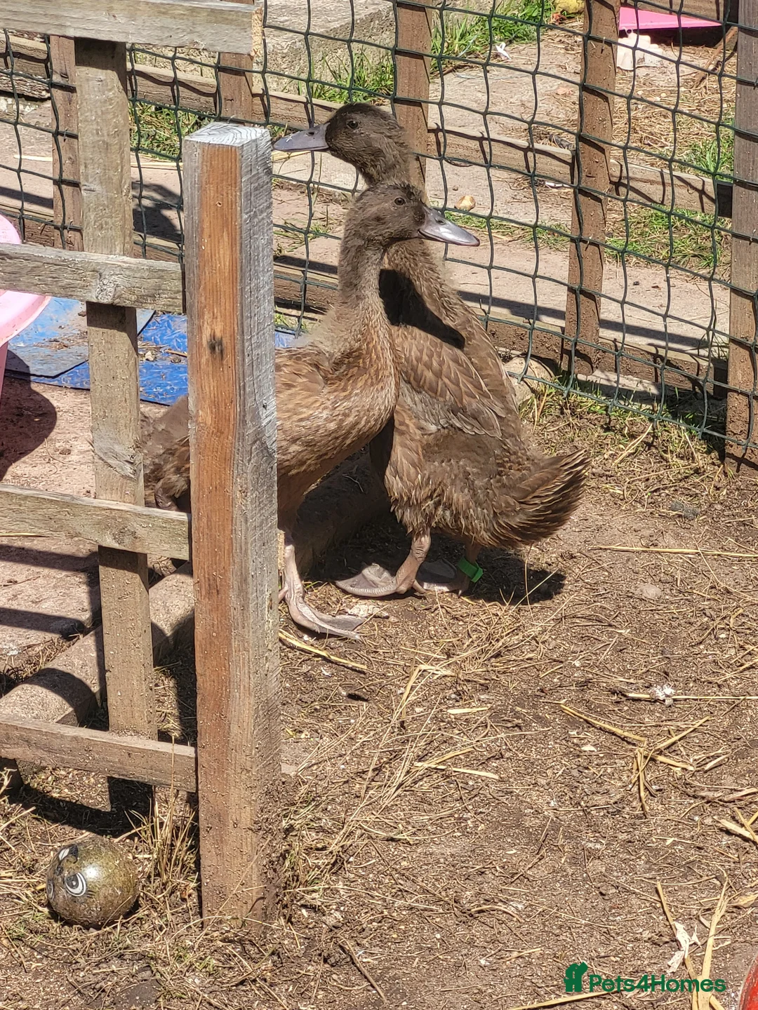 Ducks poultry for sale: Pair of female khaki campbell ducklings - Advert 2