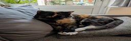 Mixed Breed cats for sale: Beautiful Calico & Siamese/Bengal cross cats - Advert 3