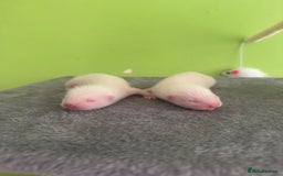 Ferret rodents for sale: Ferret kits available  - Image 1