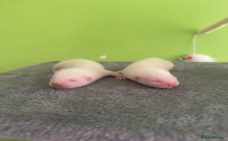 Ferret rodents - Advert 4