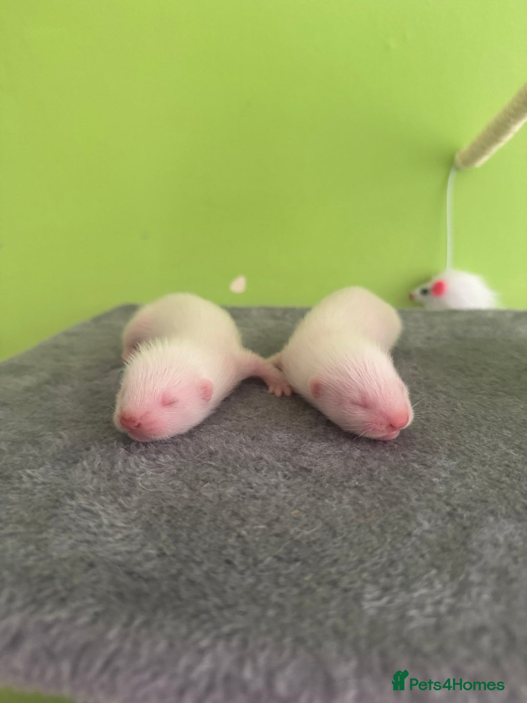 Ferret rodents for sale: Ferret kits available  - Image 1