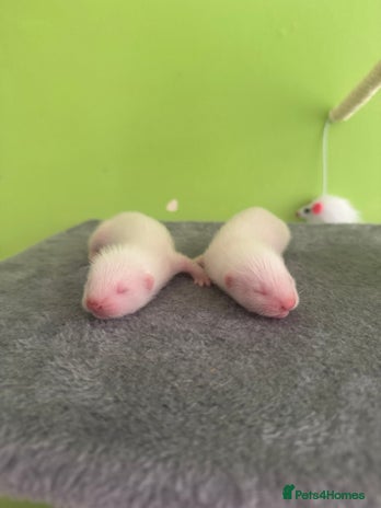 Ferret rodents - Advert 4