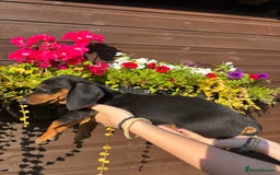 Dachshund dogs for sale: Gorgeous little Dachshund pups - Image 9