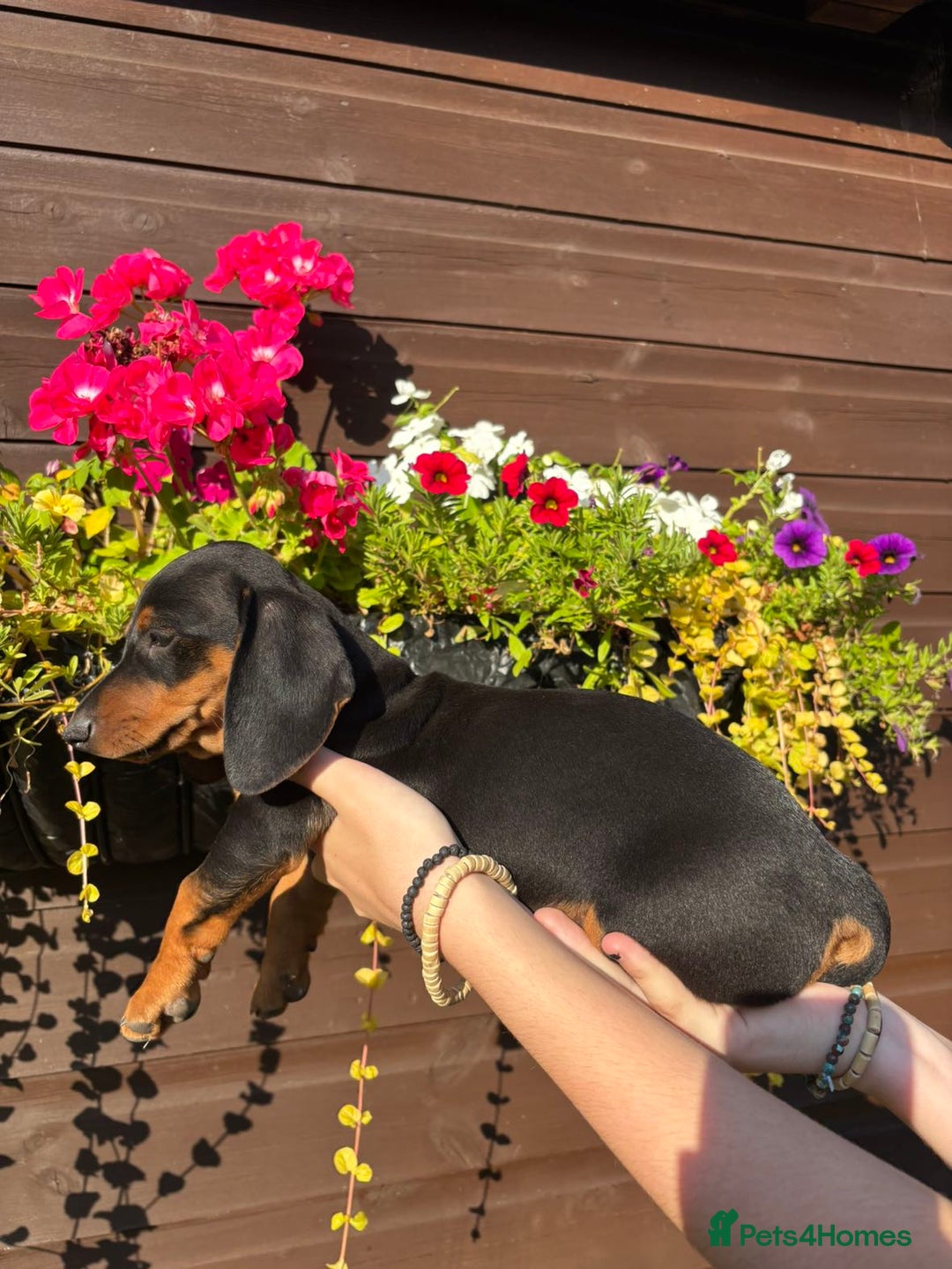 Dachshund dogs for sale: Gorgeous little Dachshund pups - Image 9