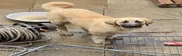 Turkish Kangal dogs for sale: 2 females  - Advert 1