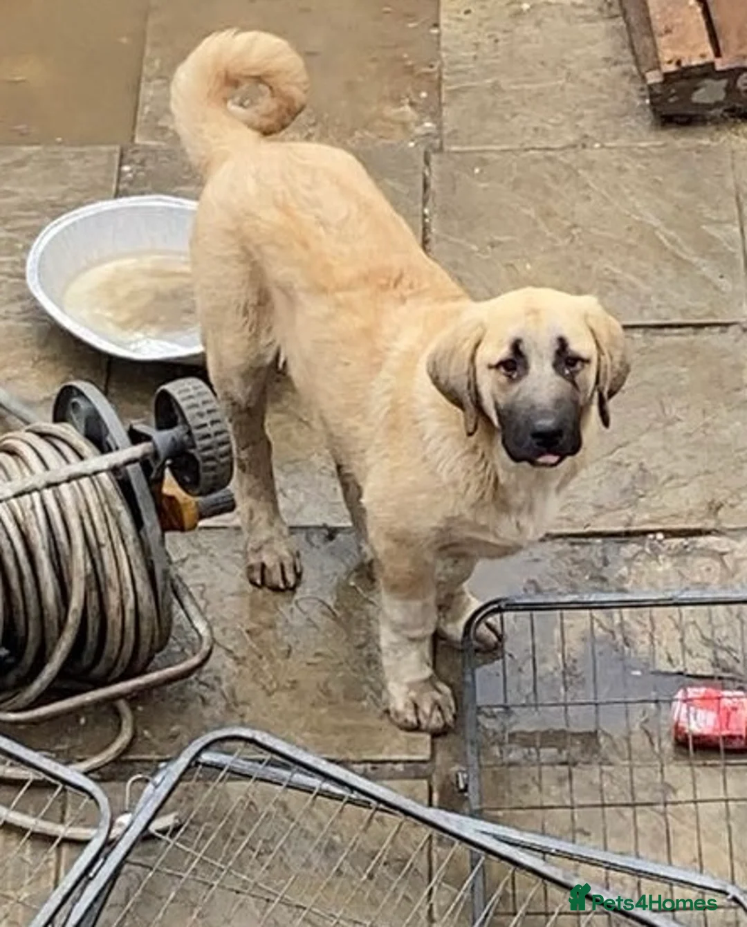 Turkish Kangal dogs for sale: 2 females  - Advert 1