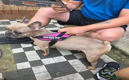 French Bulldog dogs for sale: Frenchbulldog puppies for sale - Image 5