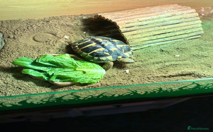 Hermann Tortoise reptiles - Advert 1