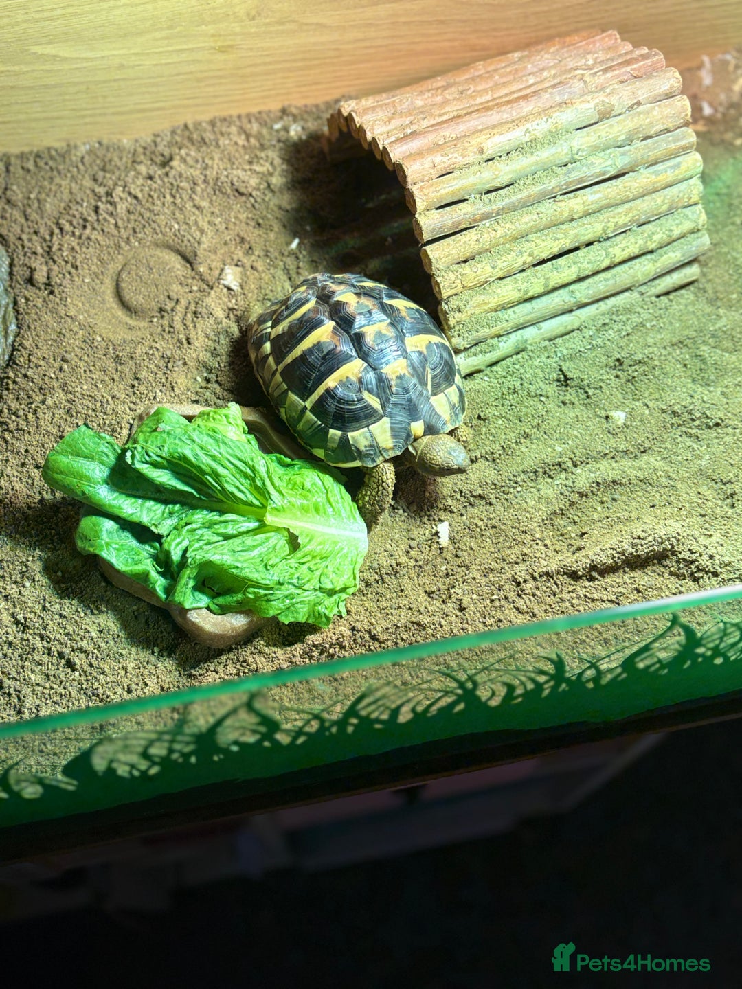 Hermann Tortoise reptiles for sale: Lovely Hermanns Tortoise looking for a new home  - Image 1