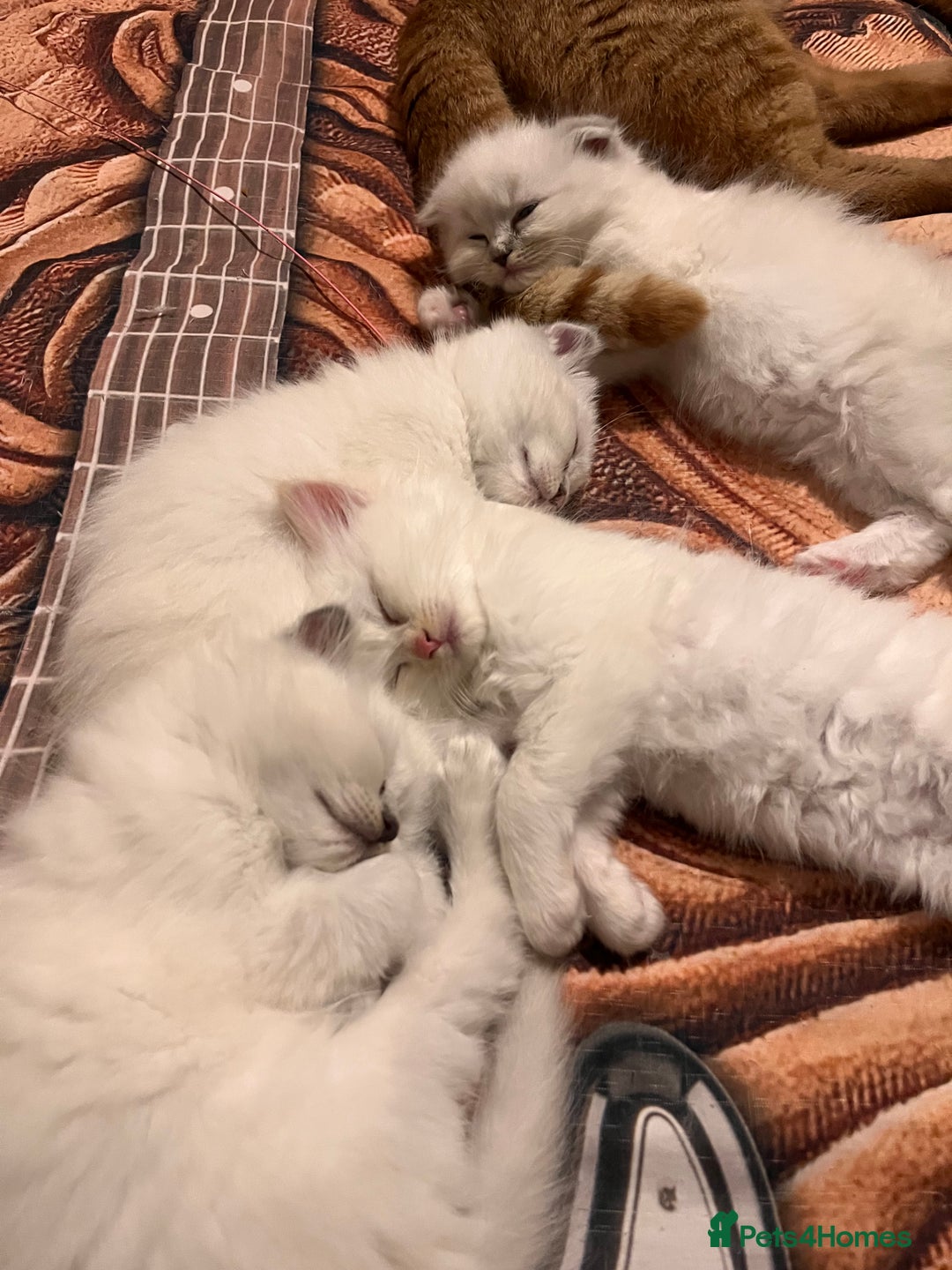 Ragdoll cats for sale: 🐾 Adorable Ragdoll Cross Kittens 🐾 - Advert 7