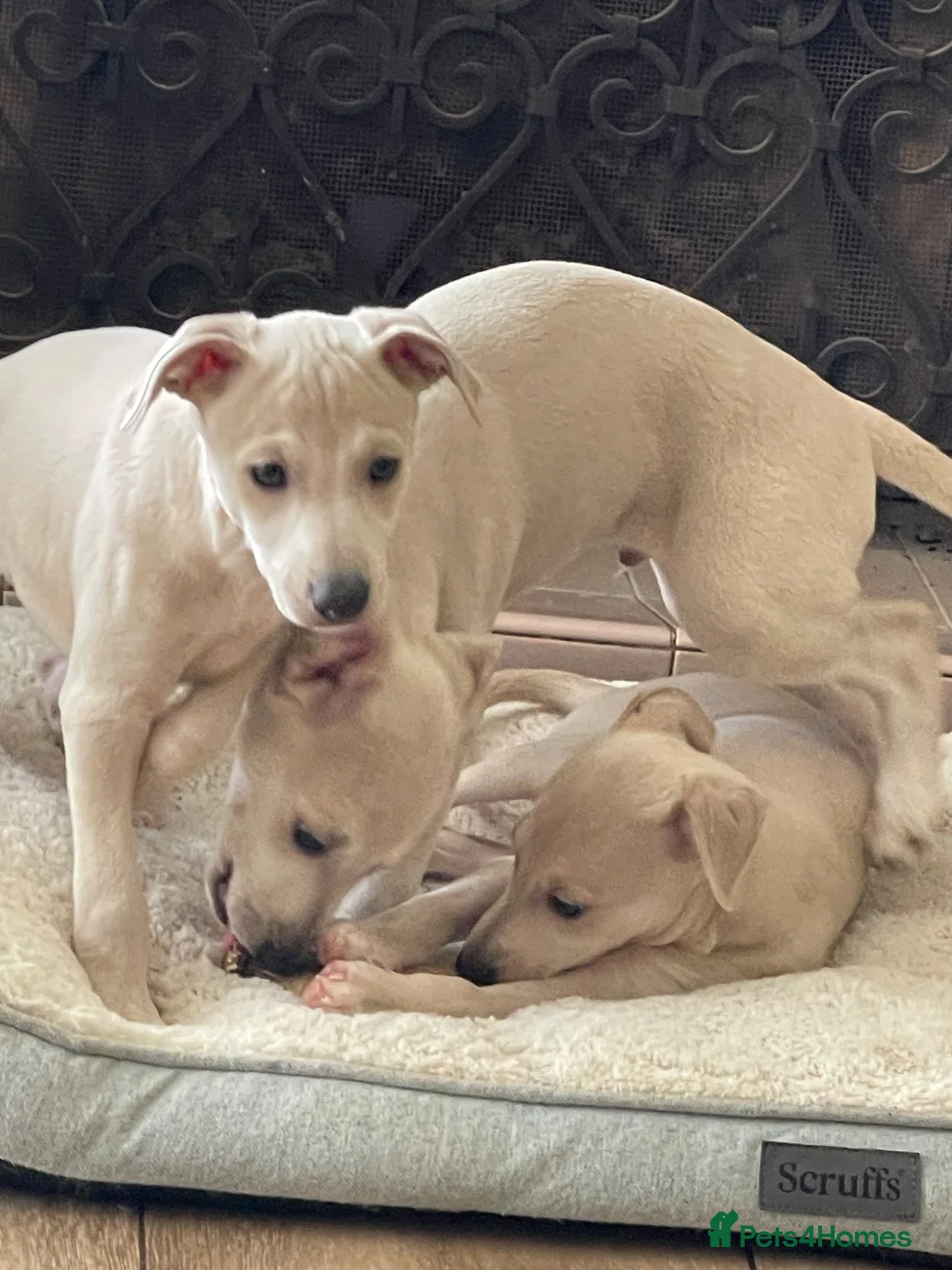 Mixed Breed dogs for sale: Wiggy’s  Whippet x Italian silver fawns - Advert 1